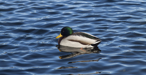 Obraz premium Утка в озере