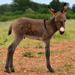 young cute donkey
