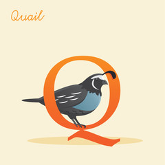 Animal alphabet with quail  vector illustration
