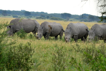 four rhino in Khama Rhino sanctuary,Botswana, Africa