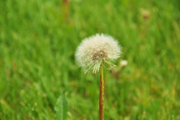 Dandelion