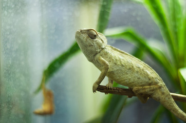 caméléon
