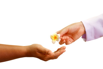 doctor hand giving a flower to patient's hand