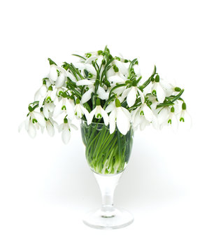 snowdrops