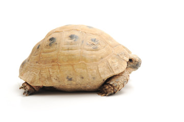 Turtle posing series