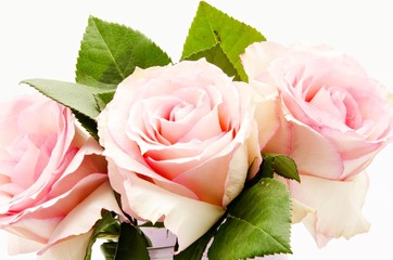 Rosas