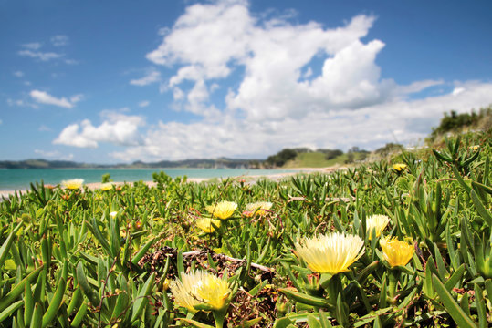 Strand mit Essbarer Mittagsblume