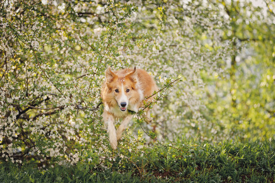 border collie dog jumping in spring