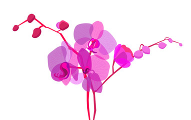 violet orchids twigs