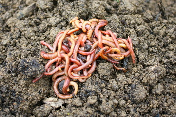 tas de lombrics sur du compost