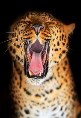 Portrait of leopard