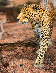 Portrait of leopard