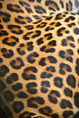 Obraz premium leopard
