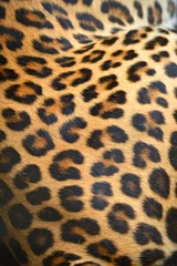 Keuken foto achterwand Panter leopard