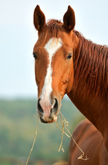 Portrait of Horse