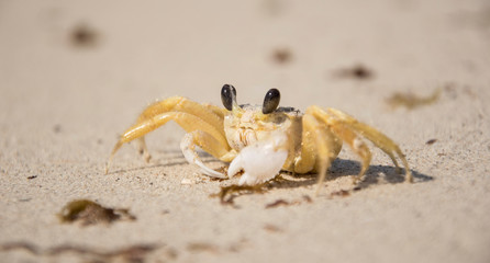 Small Crab on the Beach