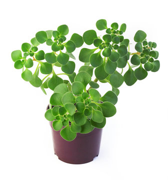 Aichryson in a pot isolated on white background