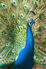 Crédence de cuisine en verre imprimé Paon beautiful peacock