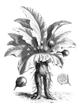 Vetor de Hand drawing mandrake. Black outline. Magic plant. Coloring page.  do Stock