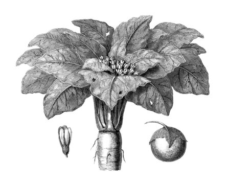 Mandragora - Alraune - Atropa Mandragora