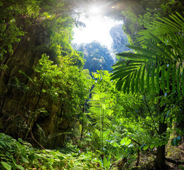 Obraz premium Las dżungli