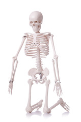 Skeleton isolated on the white