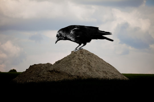 Der schwarze Rabe
