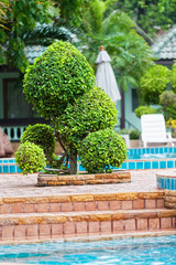 Decorative tree near the pool in tropical hotel