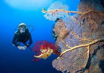 Crédence de cuisine en verre imprimé Plonger Plongeurs sous-marins par récif de corail