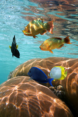 Underwater colorful tropical fish with coral below water surface, Caribbean sea