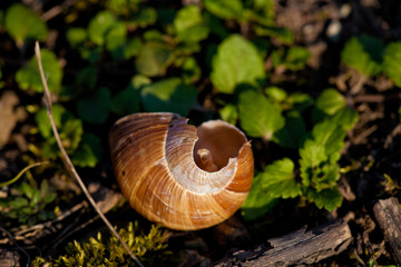 Kaputter Schneckenhaus