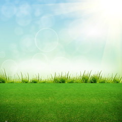Fototapeta na wymiar green grass on the field