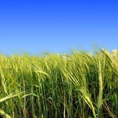 Green meadow under blue sky