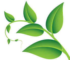 Green twig with leaves