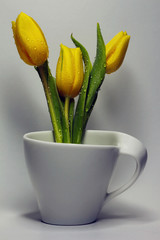 Obraz premium tulipany w filiżance