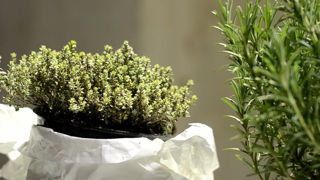 erbe aromatiche