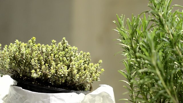 erbe aromatiche