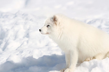 Naklejka premium observation