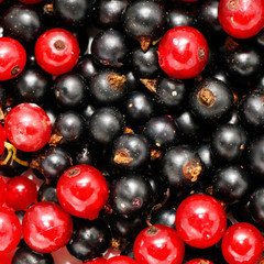 red currant and  blackcurrant