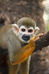 Squirel Monkey ;Saimiri sciureus