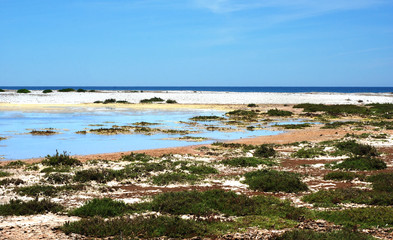 Sardegna, Sinis, area umida