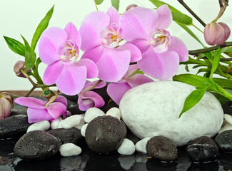 Fototapeta na wymiar Orchidee z Kamyczki i bambusa biały i czarny