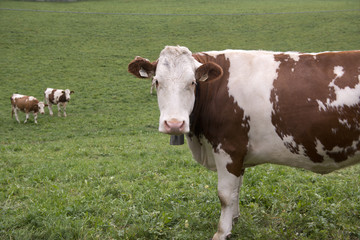 Naklejka na ściany i meble Krowy w dolinie Aurina