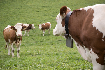 Fototapeta na wymiar Krowy w dolinie Aurina