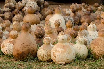 Harvest of calabash