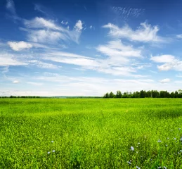 Fotobehang Green field under the blue sky. Summer landscape. © efired