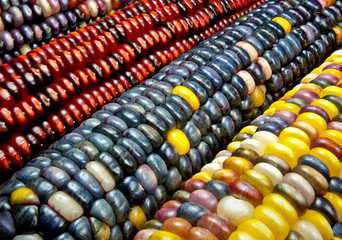 Indian Corn