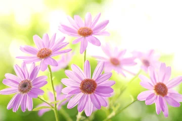 Photo sur Plexiglas Marguerites Closeup of daisy flower
