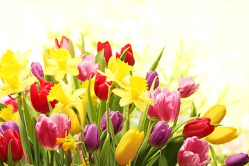 Foto op Plexiglas Narcis Kleurrijke tulpen en narcissen