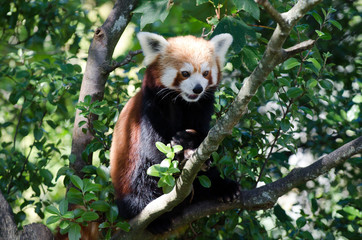 Fototapeta premium Red panda